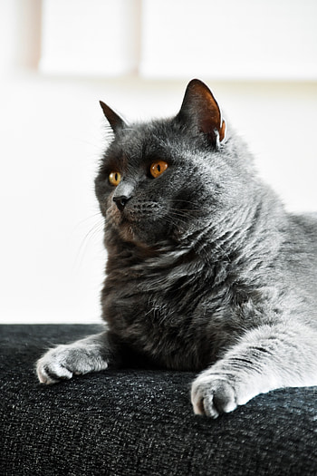 Curious, pet, black cat, stare HD phone wallpaper