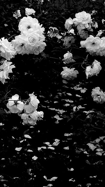 Black Aesthetic, Flower Background HD phone wallpaper