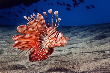 Flying Fish, flying, fish, beautiful HD wallpaper