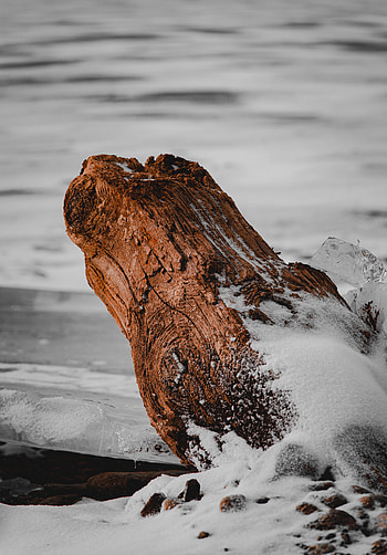 Nature, Ice, Snow, Log HD phone wallpaper