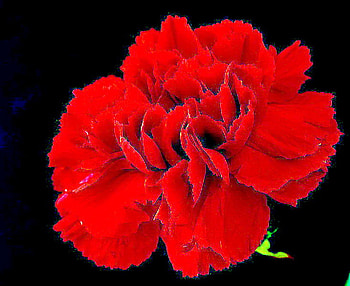 Love blooms, rose, open, black, flower, green HD wallpaper