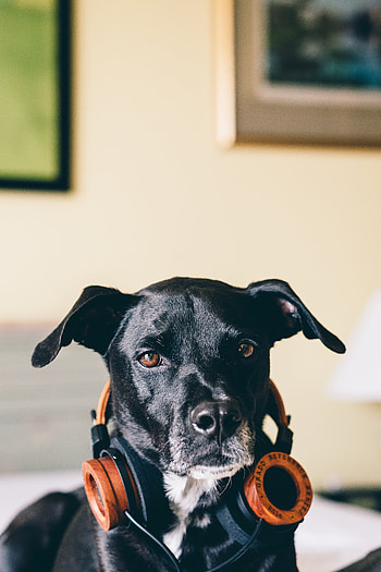 Music, Heads, Dog, Music Lover HD phone wallpaper