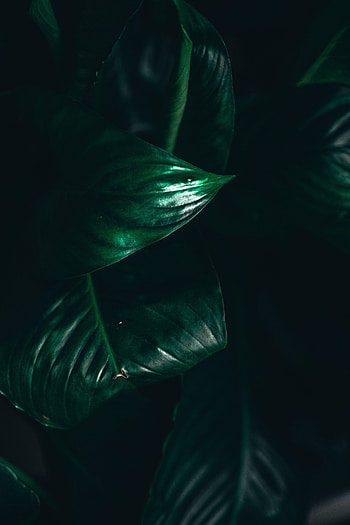 Leaves, Plant, Macro, Dark, Darkness HD phone wallpaper