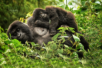 Rwanda travels, Rwanda safari, Wildlife experience, Governor's Camp HD wallpaper