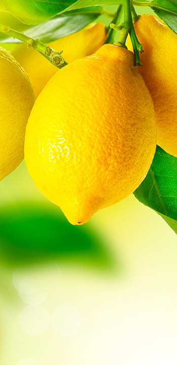 Food lemon, Tangy and zesty, Citrusy brightness, Fresh and flavorful HD phone wallpaper