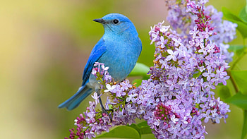 Birds in , Winged splendor, Nature's beauty, Aerial realm HD wallpaper
