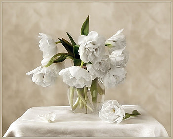 still life, white, graphy, peony, soft, vase, beautiful, nice, flower, cool, flowers, leaf, , water HD wallpaper