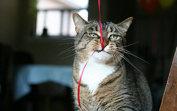 Animals, Cat, Muzzle, Tape, Teeth HD wallpaper
