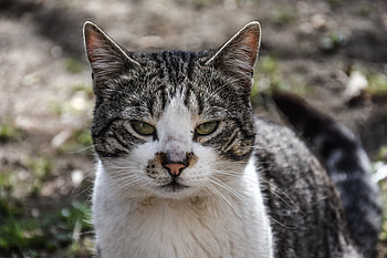 Animals, Cat, Muzzle, Spotty, Spotted HD wallpaper