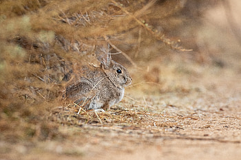 Animals, Grey, Animal, Rabbit HD wallpaper