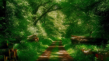 a logging road through a magical forest, logs, road, forest, magical HD wallpaper