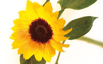 sun flower, beautiful, orange, sun, flower HD wallpaper