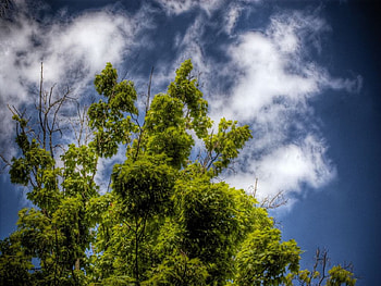 Like A Dog Without A Bone, dog, clouds, bone, tree HD wallpaper
