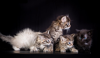 *** Kittens ***, animal, cats, kitten, animals HD wallpaper