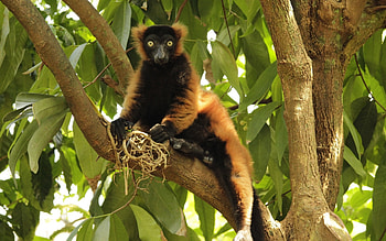 Red Vari Ape, animal, primate, tree HD wallpaper