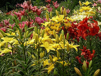 Garden of Lilies, lily flowers, garden HD wallpaper