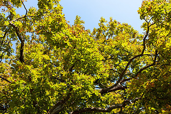 Chestnut tree, Looking up, Nature , Motosha HD wallpaper