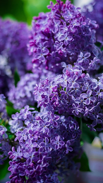 Lilac, Purple Flower, Flower HD phone wallpaper