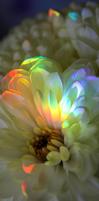 Flower, sky, sacred_lotus HD phone wallpaper