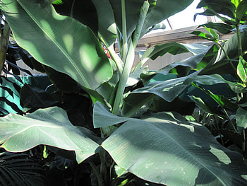 Giant green leaves, Green, leaves, graphy, Flowers, garden HD wallpaper