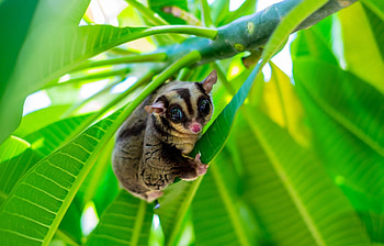 Groflugbeutler, Neue Tierart, Nature's discovery, Cuteness overload HD wallpaper