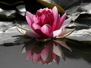 Plants, Flowers HD wallpaper