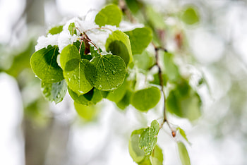 Nature, Leaves, Snow, Wood, Tree, Branch HD wallpaper