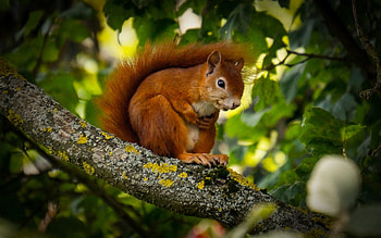 Squirrel, animal, branch, squireel, tree HD wallpaper