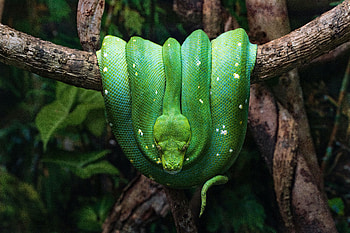 Animals, Wood, Tree, Reptile, Snake HD wallpaper