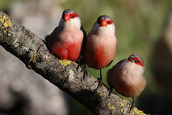 Animals, Birds, Branch, Moss, Red-Browed Astrill, Red-Browed Astrild HD wallpaper