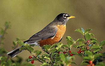 Animals, Berries, Bird, Branch, Color HD wallpaper