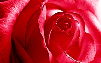 Plants, Roses HD wallpaper
