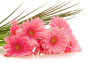 Plants, Flowers, Bouquets HD wallpaper