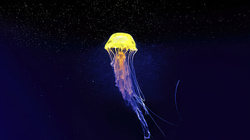 Yellow White Jellyfish, jellyfish, underwater, animals, graphy HD wallpaper