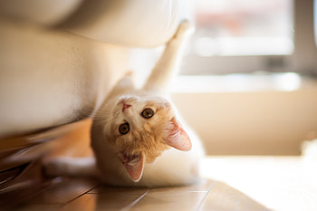 Animals, Kitty, Kitten, To Lie Down, Lie, Playful, Parquet HD wallpaper