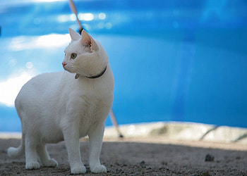 Little_Lady, cat, white, beautiful HD wallpaper