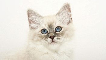 Animals, Light, Fluffy, Kitty, Kitten, Muzzle, Light Coloured HD wallpaper