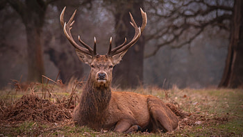 Deer , High-quality backgrounds, Nature's elegance, Majestic animals HD wallpaper