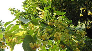 Linden Tree, fotos von, bienenweiden, juni HD wallpaper