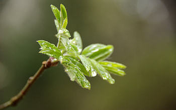 Plants, Drops HD wallpaper