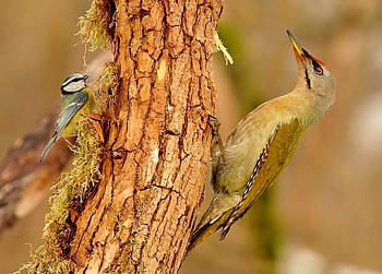 Big w Small, cool, birds HD wallpaper