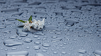 : Rain drops and white flowers HD wallpaper