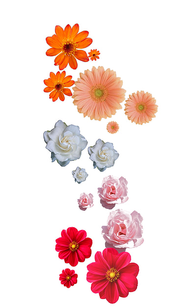 lesbian, aesthetic, exception, art, flowers, pink, flowering, subtle, fall, girl in red, white, lesbean, pride, les, gay HD phone wallpaper