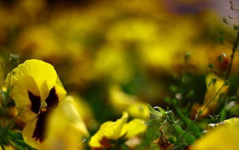 Flowers, Macro, Petals, Blur, Smooth HD wallpaper