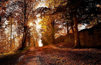 Autumn Leaf Trees Park Nature, autumn, nature, trees, leaf, park HD wallpaper