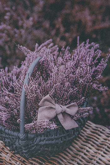 Flowers, Violet, Purple, Bow, Basket, Lavender HD phone wallpaper