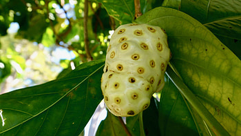 Noni Fruit, Plant characteristics, Tropical soil, Morinda citrifolia HD wallpaper