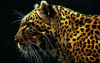 Tiger . ., cool HD wallpaper