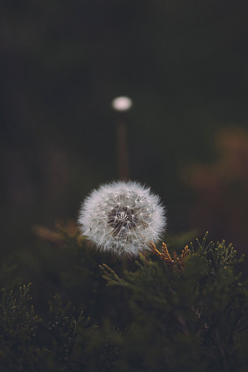 Flower, Macro, Fluffy, Dandelion, Seeds, Seed HD phone wallpaper