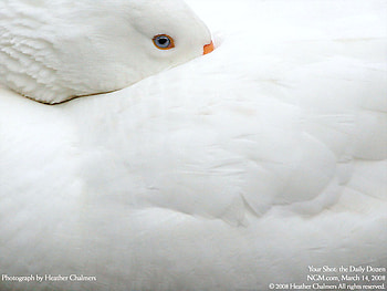 White, feather, swan, nature, national geographic HD wallpaper